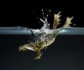 Grenouille nageant sous l'eau sur fond sombre — Photo de stock