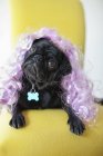 Carlino cane indossa parrucca colorata in sedia — Foto stock