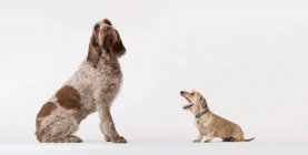 Маленький таксономічний собака гавкає на великого собаку-гончака — стокове фото