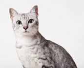 Крупним планом обличчя кота на білому тлі — стокове фото