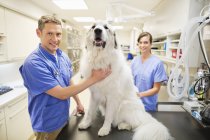 Veterinarian is examining dog in veterinary surgery — Stock Photo