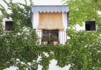 Ivy growing on wall around balcony — Stock Photo