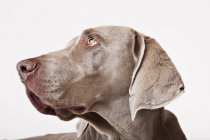 Primer plano de la cara de perro weimaraner - foto de stock