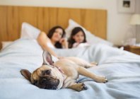 Hund entspannt mit Paar im Bett im modernen Zuhause — Stockfoto