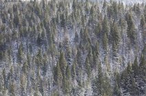 Aerial view of snowy trees on mountainside — Stock Photo
