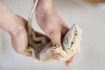 Close up view of vet holding lizard — Stock Photo