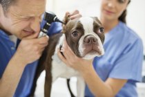 Veterinarians examining dog in veterinary surgery — Stock Photo