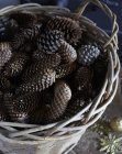 Close-up de cesta de cones de pinheiro — Fotografia de Stock
