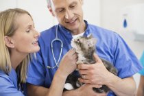Veterinarios examinando gato en cirugía veterinaria - foto de stock