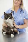 Tierarzt untersucht Katze in Tierarztpraxis — Stockfoto