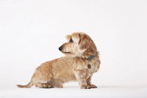 Dackelhund schaut über die Schulter — Stockfoto