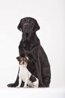 Большая чёрная собака лабрадор и маленькая собака Джек Рассел сидят вместе — стоковое фото