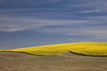 Vista da colina amarela — Fotografia de Stock