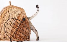 Cat climbing into wicker basket — Stock Photo