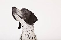 Primo piano della faccia del cane puntatore inglese — Foto stock