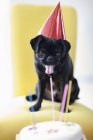Мопс собака у вечірньому капелюсі, що вивчає торт на день народження — стокове фото