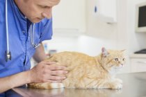 Veterinarian examining cat in veterinary surgery — Stock Photo