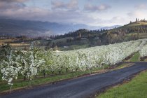 View of blooming orchard trees — Stock Photo