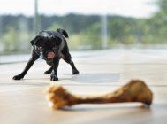 Mops-Hund leckt sich die Lippen am Knochen — Stockfoto