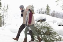 Happy couple dragging fresh Christmas tree in snow — Stock Photo
