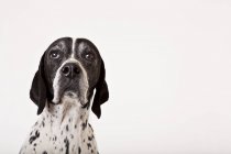 Закрыть лицо собаки на белом фоне — стоковое фото