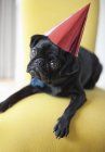 Мопс собака в вечірньому капелюсі на стільці — стокове фото