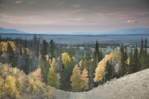 Árboles de otoño en el paisaje rural - foto de stock