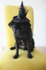 Pug Dog wearing witch 's hat in chair — стоковое фото