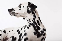 Dalmatian perro craning su cuello - foto de stock