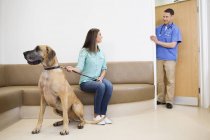 Veterinário chamando proprietário e cão em cirurgia veterinária — Fotografia de Stock