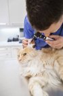 Veterinario examinando gato en cirugía veterinaria - foto de stock