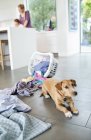 Cão sentado ao lado da cesta de roupa derramada — Fotografia de Stock