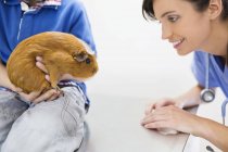 Tierarzt und Besitzer untersuchen Meerschweinchen in Tierarztpraxis — Stockfoto