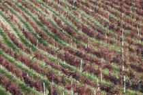 Vue aérienne des vignobles pendant la journée — Photo de stock