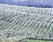 Вид цветущих фруктовых деревьев на скатывающийся ландшафт — стоковое фото