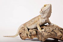 Lizard crawling on log on white background — Stock Photo