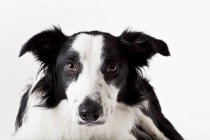 Close up of border collie dog face — Stock Photo