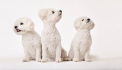 Ідентичні бішонські собаки, що сидять разом — стокове фото