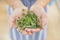 Hands holding bunch of herbs — Stock Photo