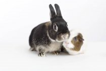 Rabbit and guinea pig meeting — Stock Photo