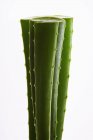 Nahaufnahme von Aloe-Stielen auf weißem Hintergrund — Stockfoto