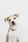 Primer plano de husky cruz perro curioso cara - foto de stock