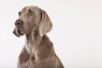 Primer plano de la doliente cara de perro weimaraner - foto de stock