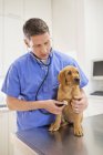 Veterinarian examining dog in veterinary surgery — Stock Photo