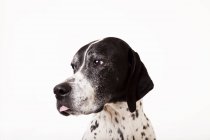 Fechar o rosto do cão no fundo branco — Fotografia de Stock