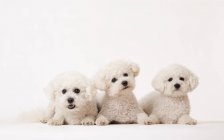 Bichon frise Perros idénticos tendidos juntos - foto de stock