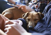 Closeup view of dog sleeping on owners laps — Stock Photo