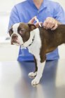 Veterinario que da la inyección del perro en cirugía veterinaria - foto de stock