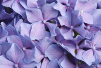 Gros plan de fleurs pourpres d'hortensia — Photo de stock