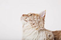 Close up of cat's face on white background — Stock Photo